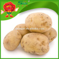 Yunnan Origin Yellow Potatoes Prix de la grosse patate Russet